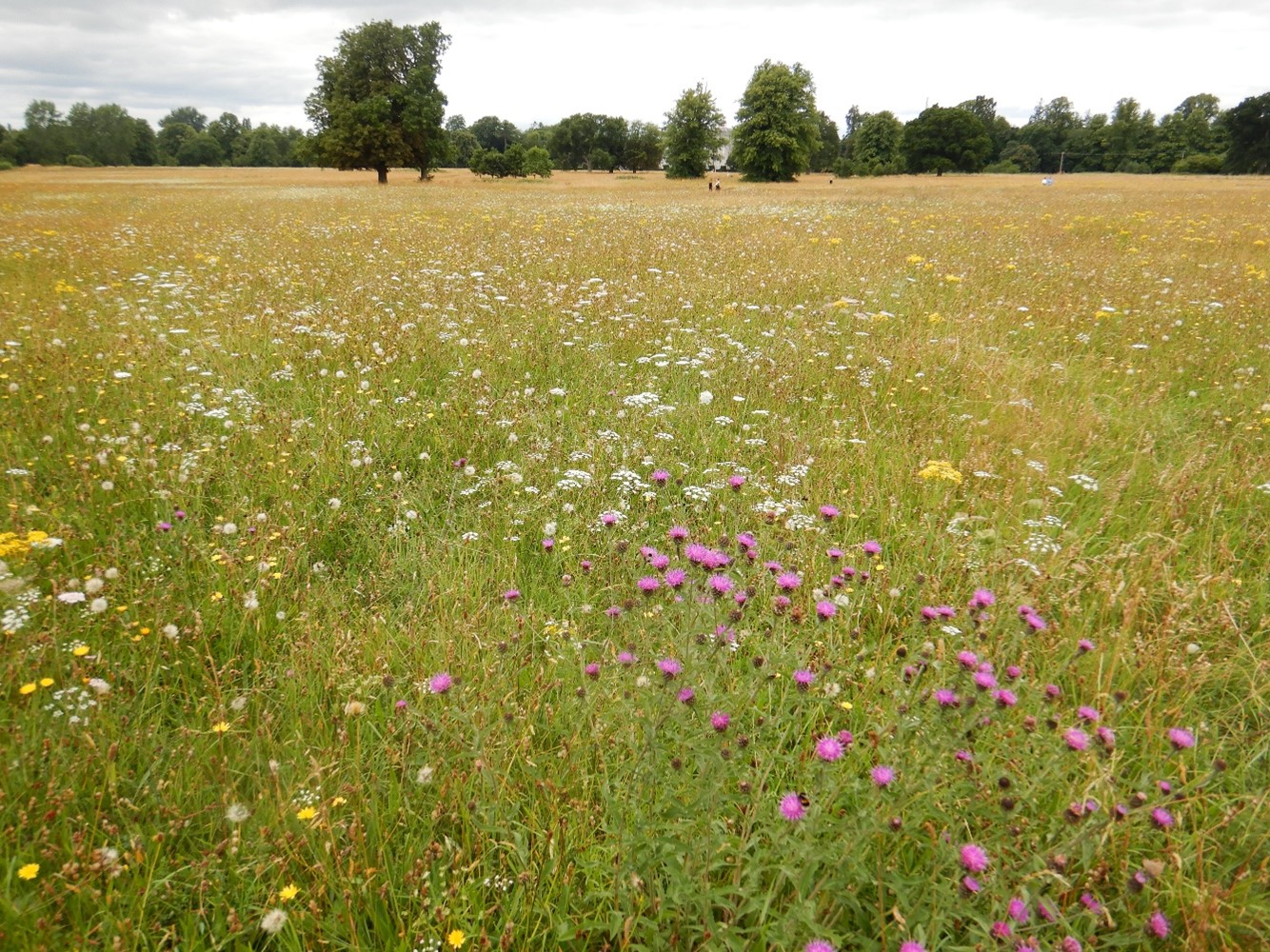 Baseline biodiversity studies for Irish heritage sites